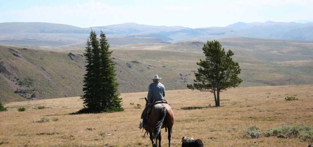 Montana (41)